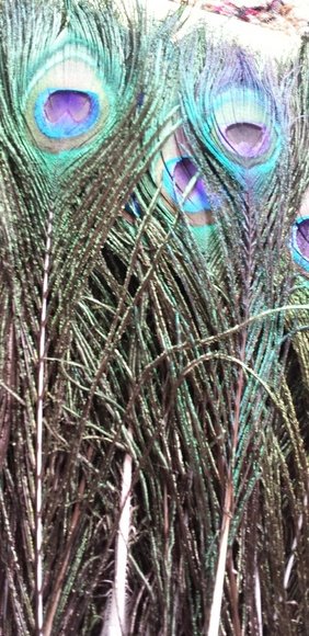 PEACOCK Feathers - Picture 2 of 4